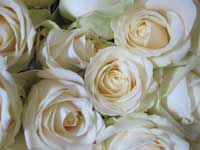 avalanche rose bouquet