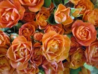 babe orange rose bouquet
