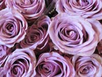 cool water lilac rose bouquet