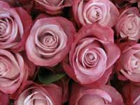 deep water pink rose bouquet