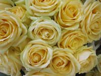 peach avalanche rose bouquet
