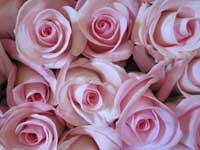 sweet akito pink rose bouquet