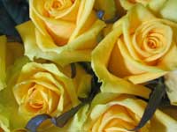 tara yellow rose bouquet