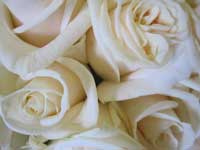 vendla white rose bouquet