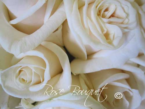 white roses delivered